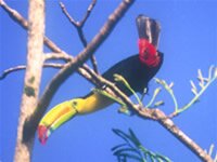 Keel-billed Toucan